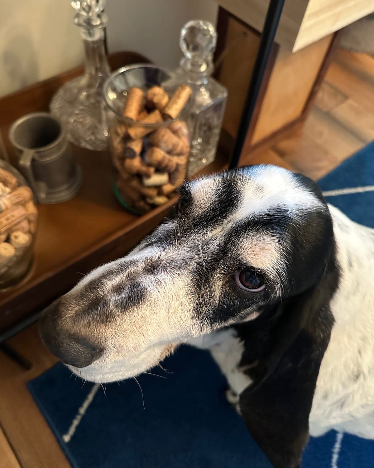 Jerry, Wine Hound's basset hound, beside a jar of saved wine corks and crystal decanters